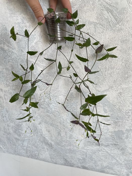 Монстера, фата нареченоі традесканціі