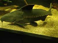 Oxydoras Niger 2 sztuki (55 -60cm)