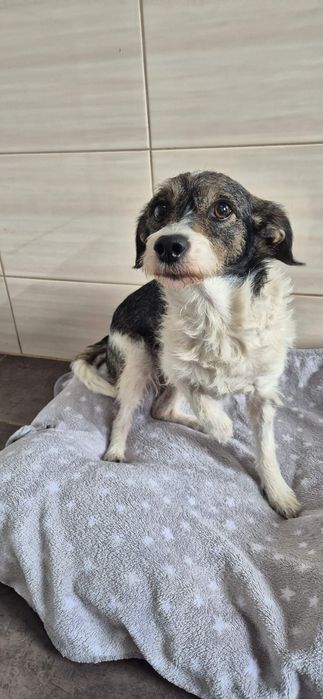 Mała suczka około 6 lat