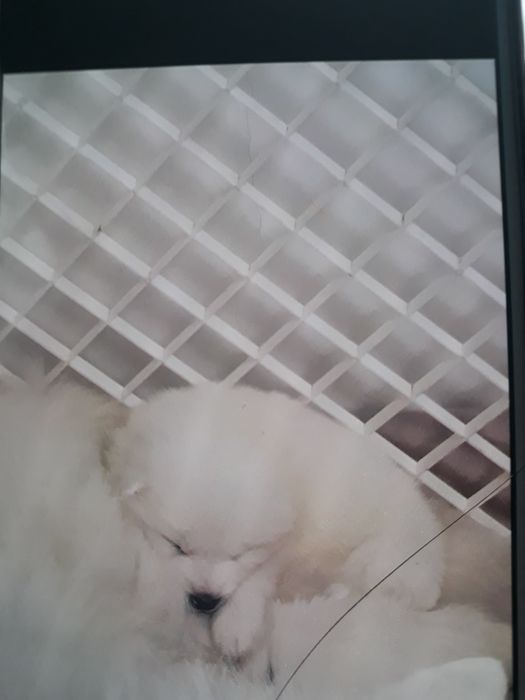 Хлопчики породи самоїд терміново у звязку з виїздом за кордон