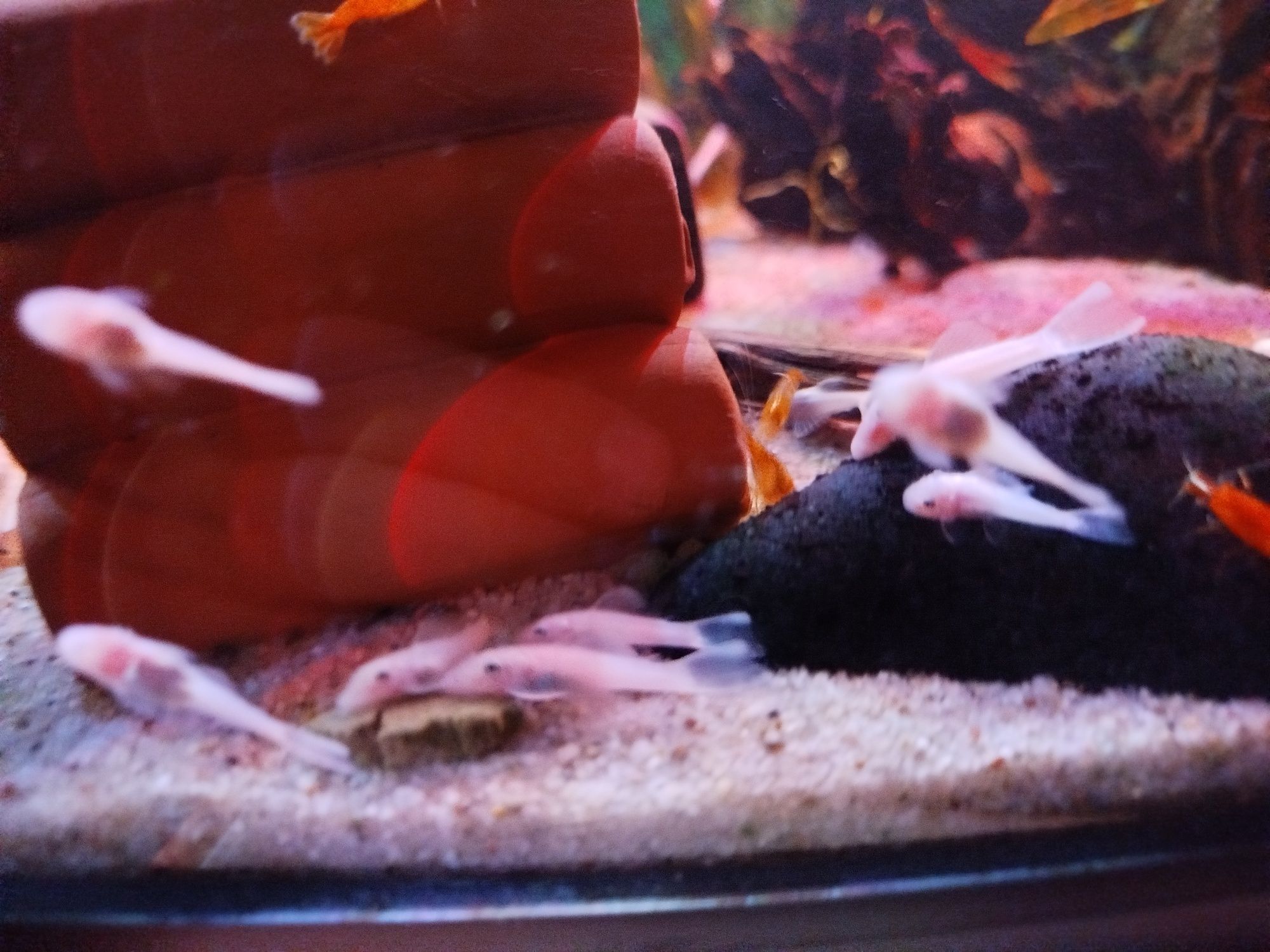 Ancistrus L 144 Snow White - zbrojnik