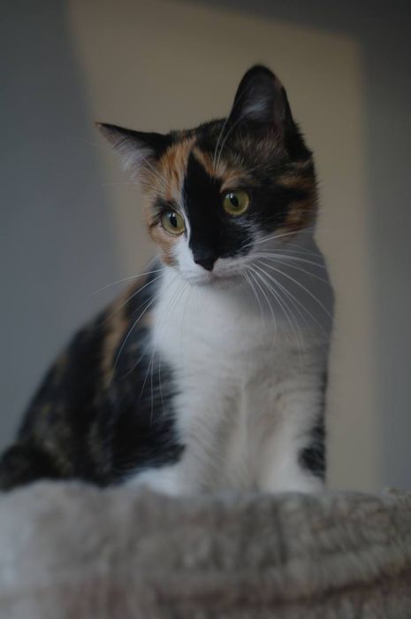 Кошечка ищет дом