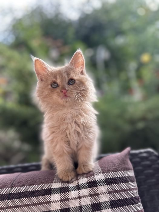 Кошеня золотаво - бежеве