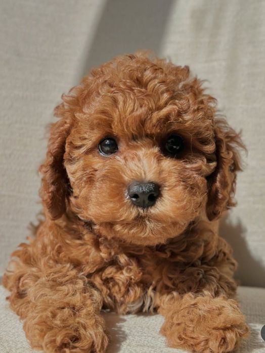 Дівчинка краса  .той пудель!