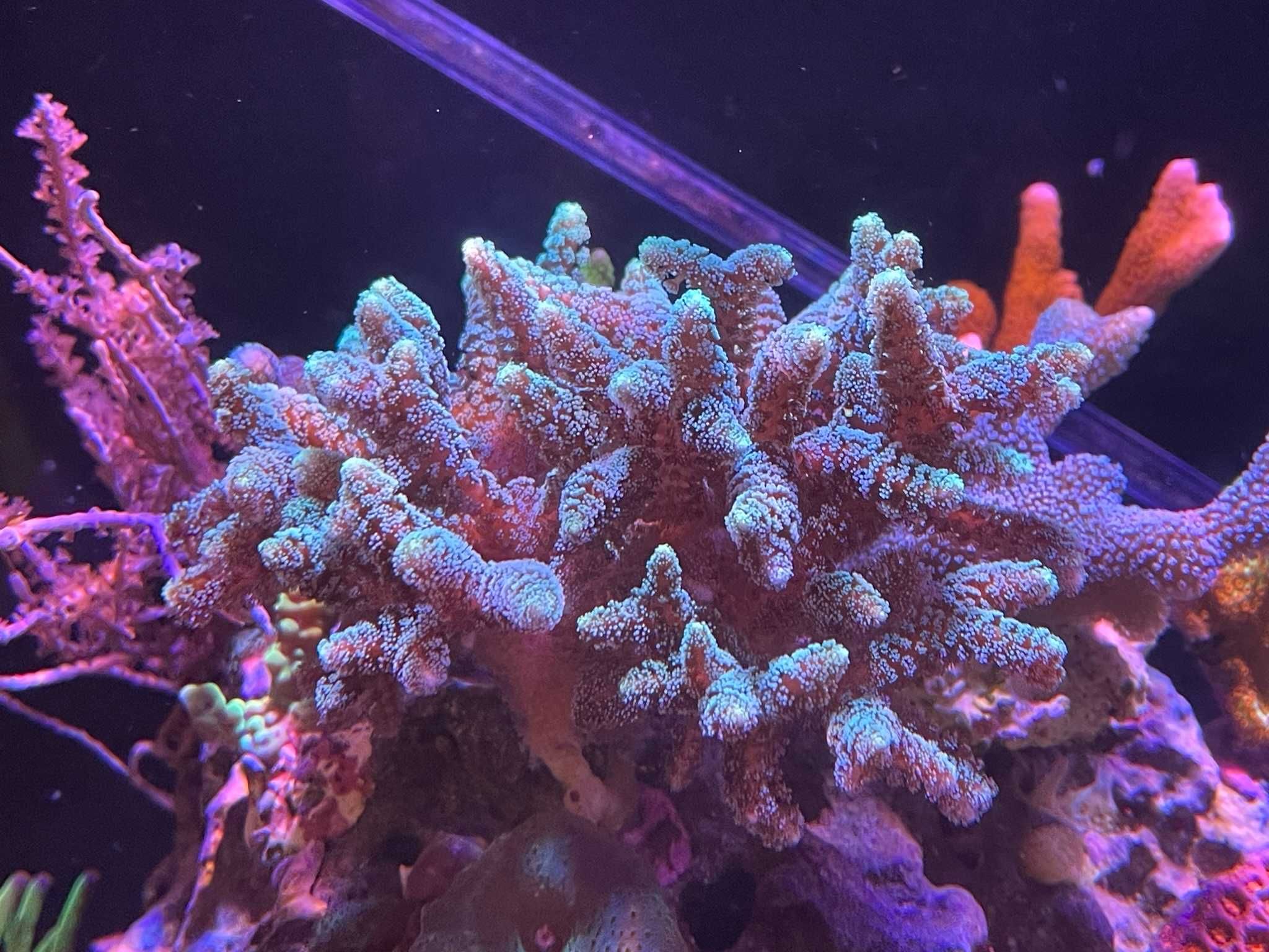 Koralowce, sprzedaż zamiana