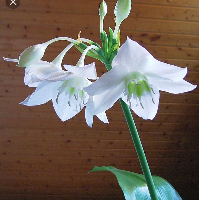 Лилия  комнатная, кактус, каланхоэ, рождественник. . ,