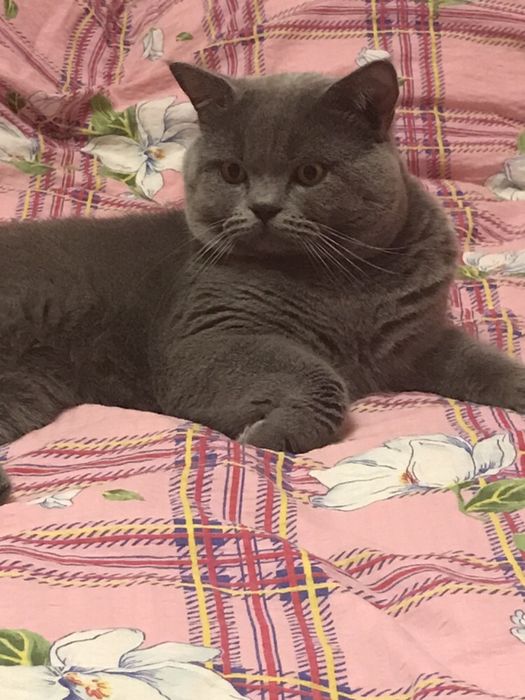 Шотландець -в’язка