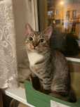 kotek do adopcji
