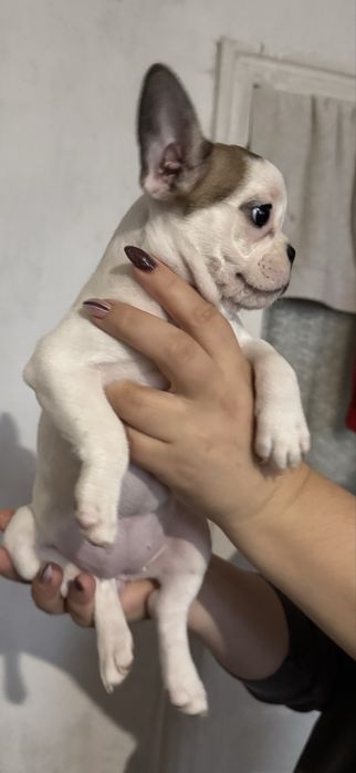 Щенята французького бульдога