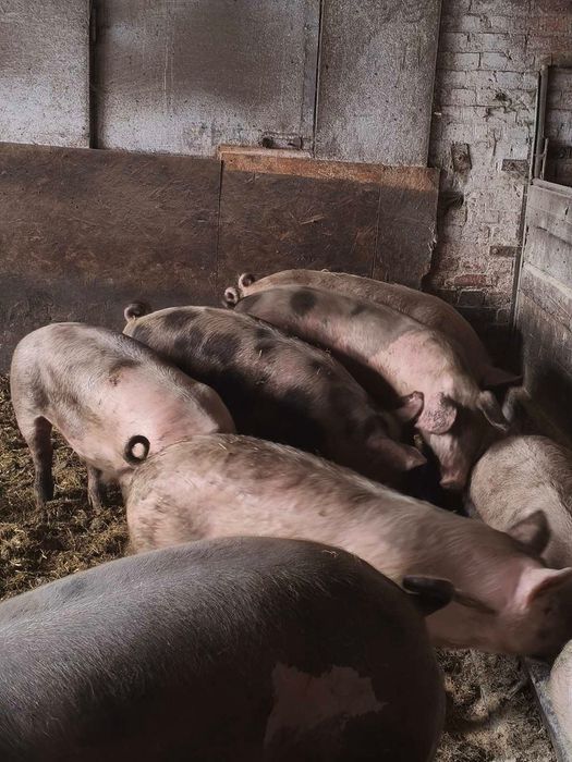 Продам свиней 95 грн/ жива вага