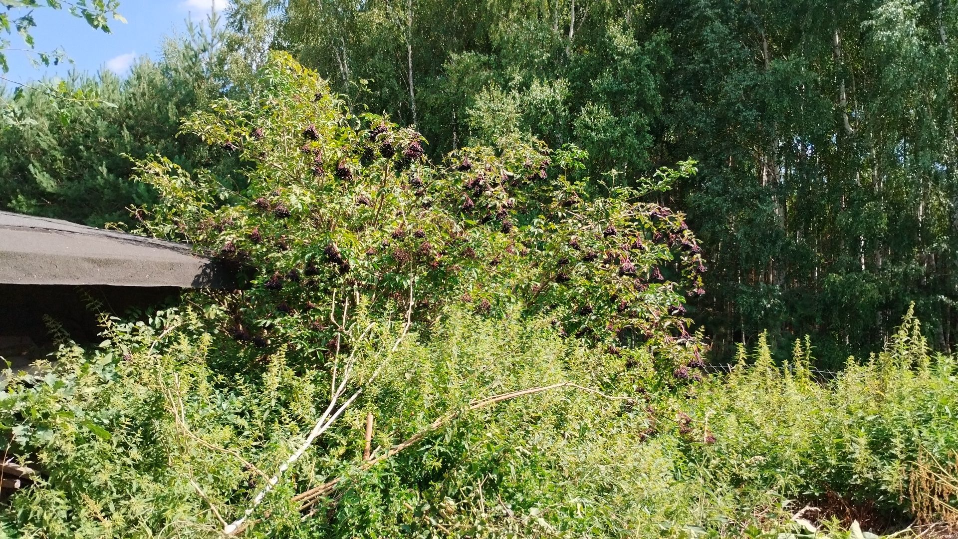 syrop z owoców czarnego bzu