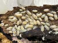 Armadillidium granulatum Magic Potion isopody kulanki
