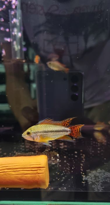 Pielęgniczka kakadu