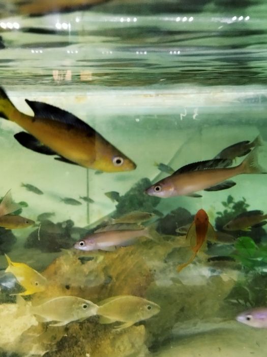 Cyprichromis microlepidotus Kasai tanganika