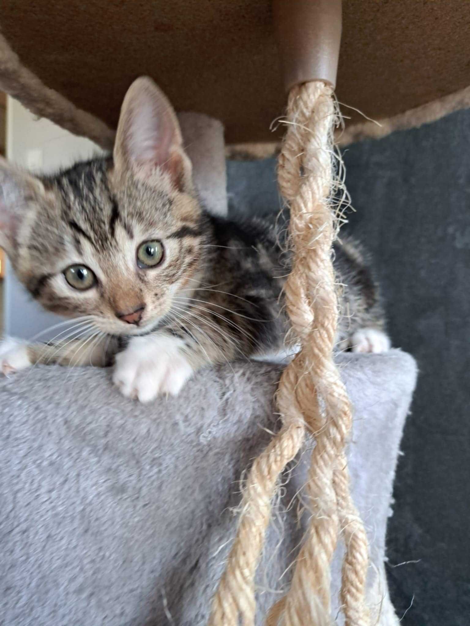 Mati ślicznie pręgowany kocurek do adopcji