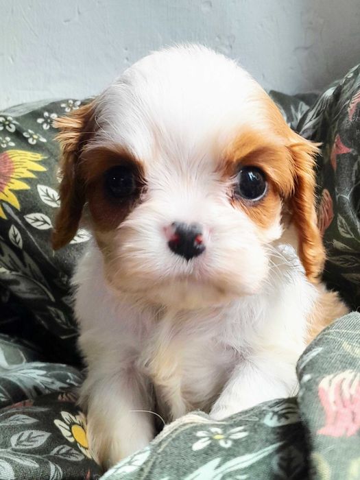 Cavalier King Charles Spaniel  ZKwP FCI malutki piesek MACZEK