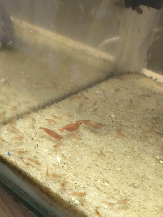 Neocaridina red cherry