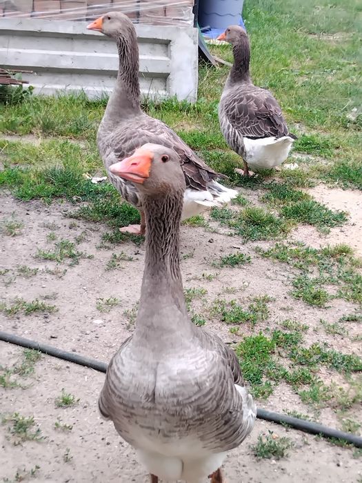 Gęsi landers 2 gąski i gąsiorek