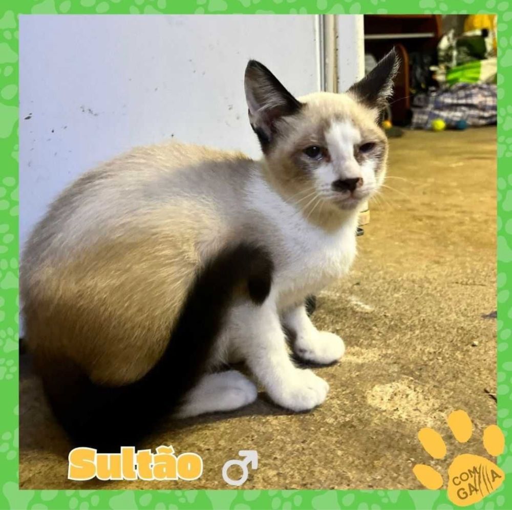 Gatinhos para adoção