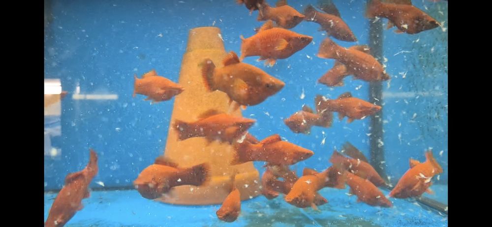 Mieczyk XL krajowy ok 10 cm super kolor  Warszawa od Tapajos.eu