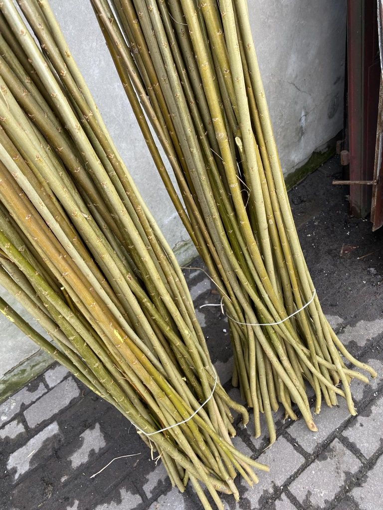 Wierzba energetyczna podkładka do do szczepień z wierzby (sadzonka)