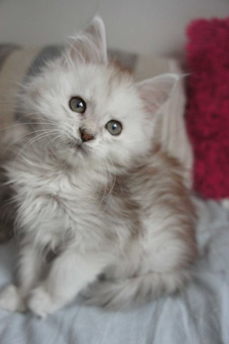 Bardzo jasna dziewczynka Maine  Coon - ojciec SHADED - FPL