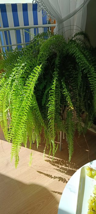 Duża Żywa paprotka