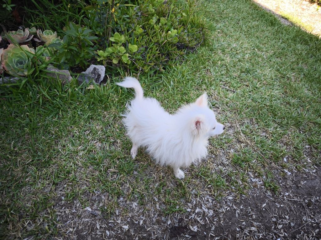 Spitz alemão anão fêmea Lulu da Pomerânia criado em ambiente familiar