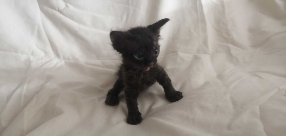 2 кота (кошенята) від донського сфінкса