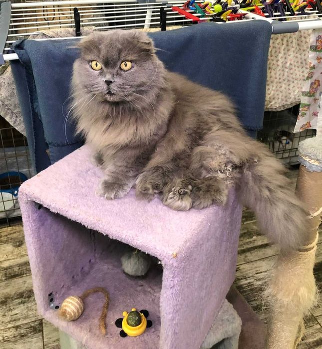 Вислоукая Шотландская кошечка Коша, впедная красотка, 2-3 года