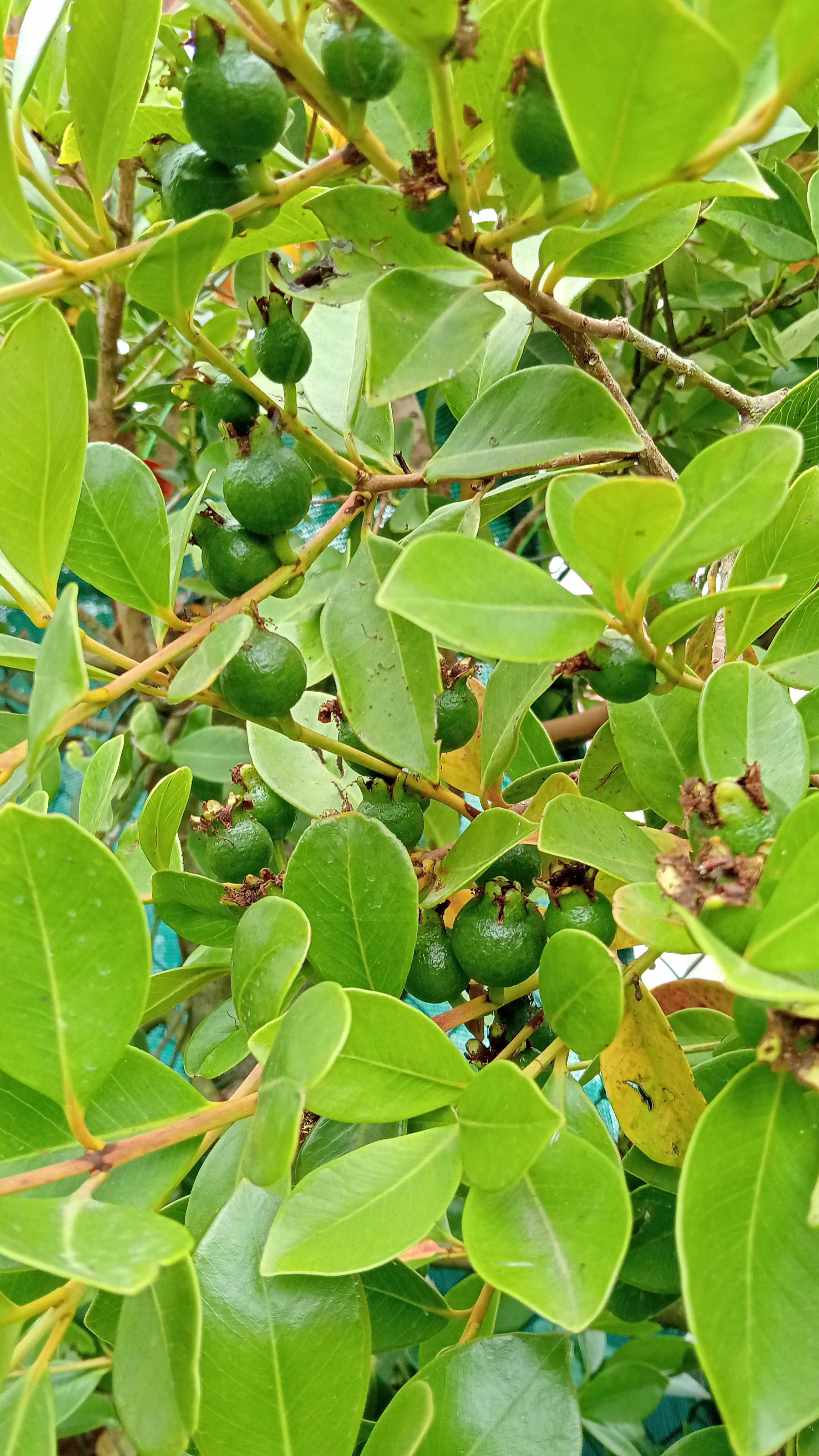 Araçá amarelo biológico