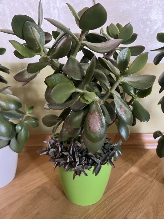 Грошове дерево, кімнатні рослини