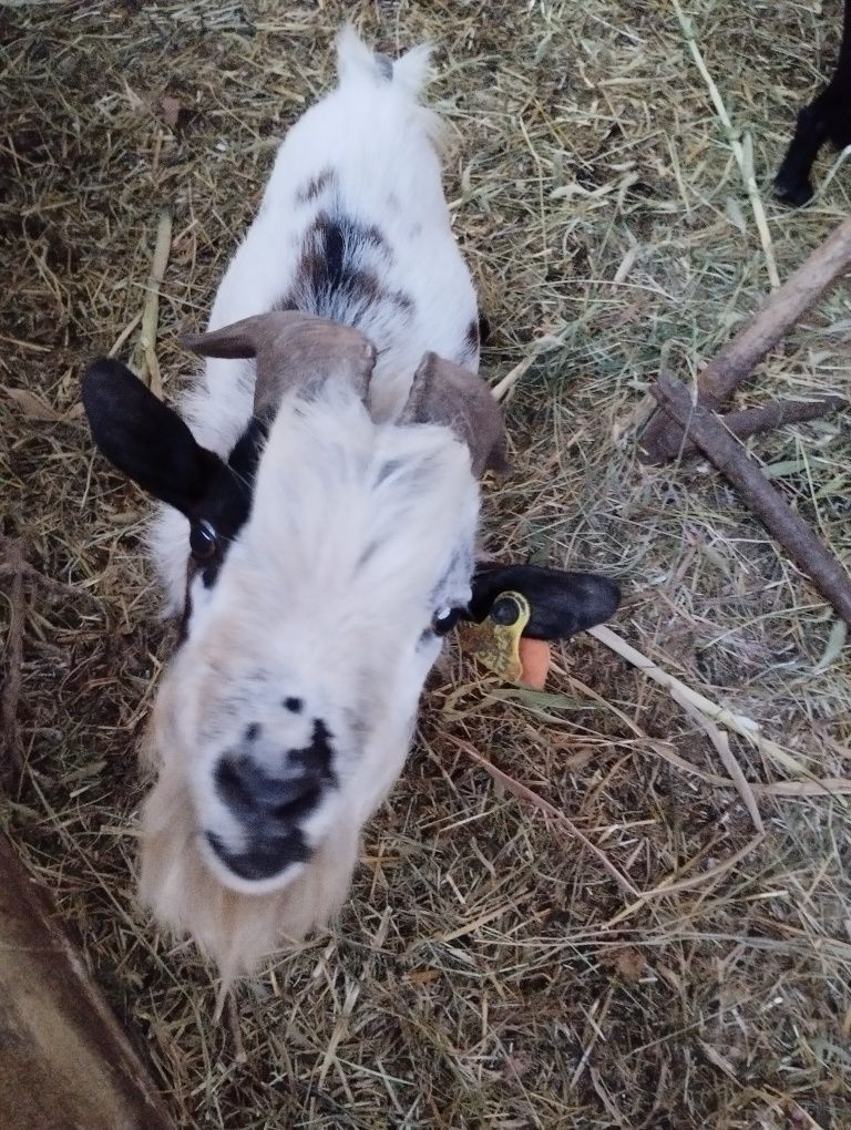 Vendo macho de cabra ana