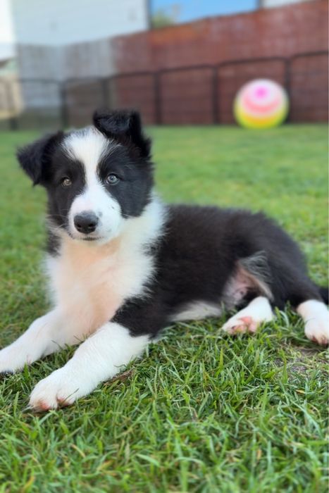 Szczeniak Border Collie piesek