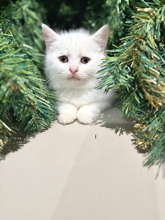 Gatinho Scottish Straight