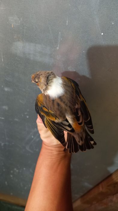 Híbridos  de pintassilgo ×canaria  2025