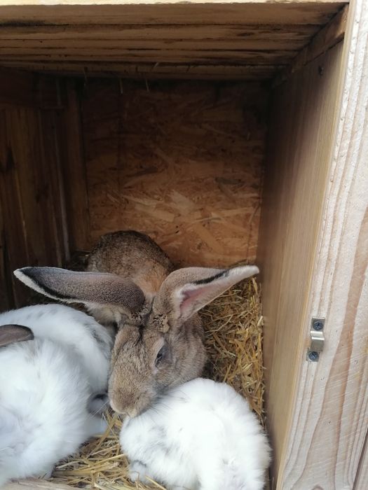 Króliki belgijskie 3samice 1 samiec i 3 mlode