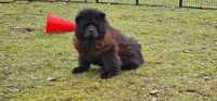 chow chow Samica 4 letnia