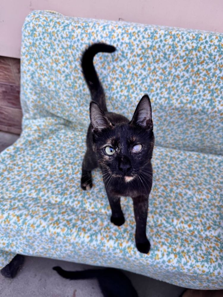 Чудесные котики ищут дом СРОЧНО