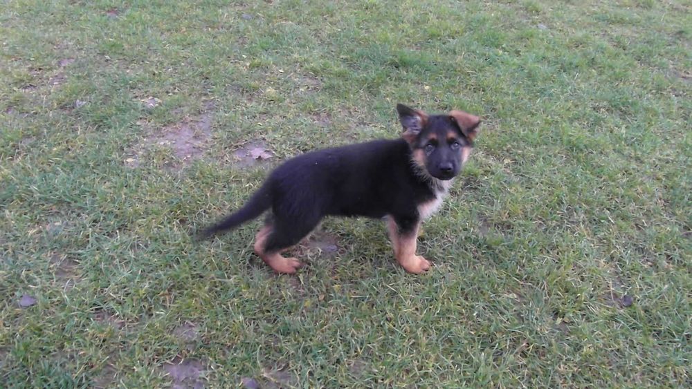 Owczarek Niemiecki Krótkowłosy FCI SZCZENIAK czarny podpalany piesek