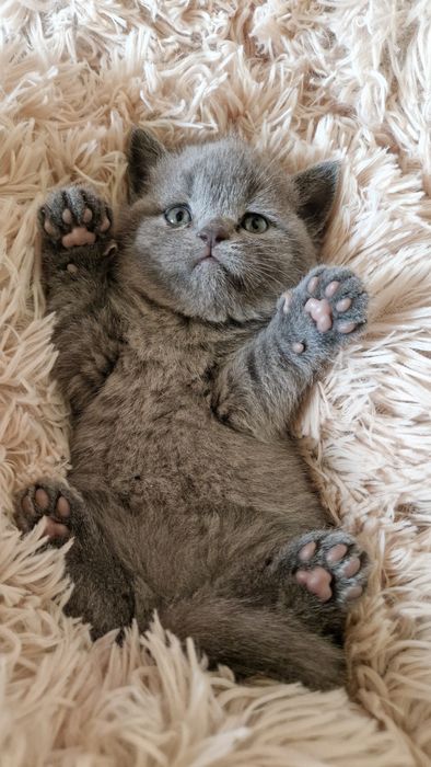 Brytyjskie Panie czekają na nowy, kochających dom