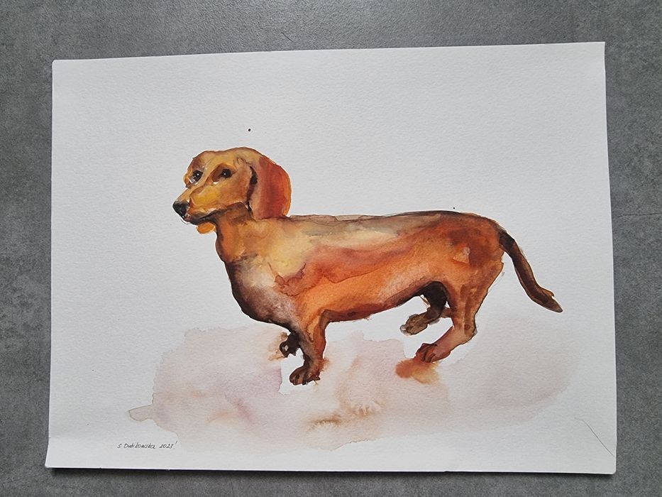 Jamnik w akwareli na obrazie