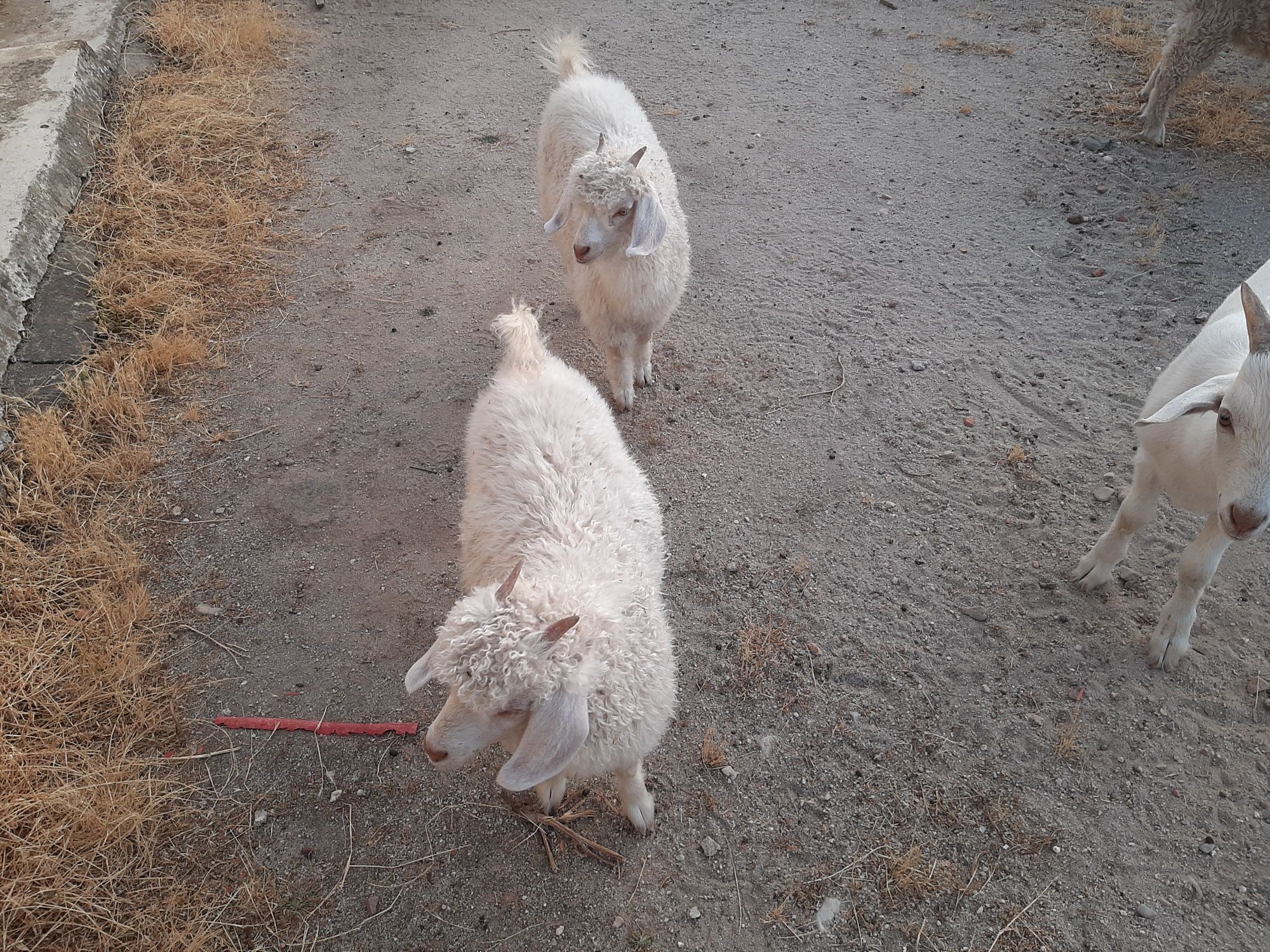 Cabras angoras jovens