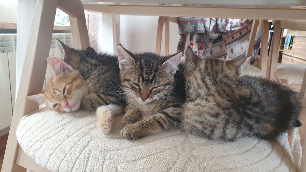 Oddam dwie bure kotki