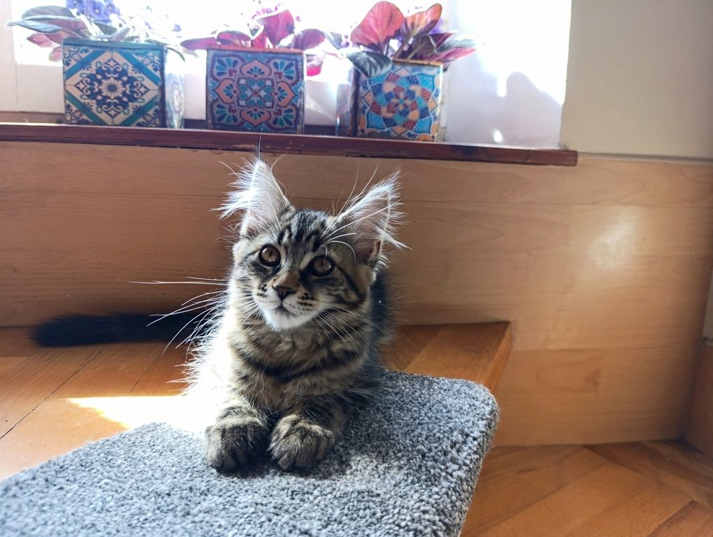 Maine coon kotka