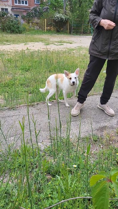Маленький песик шукае добрі руки