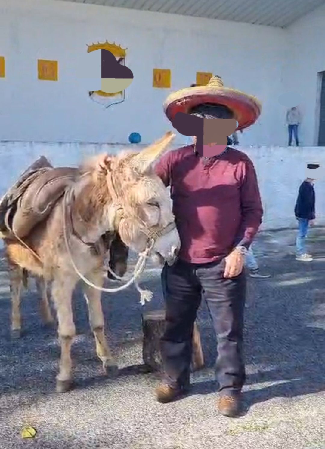 Burro macho 5 snos com chip