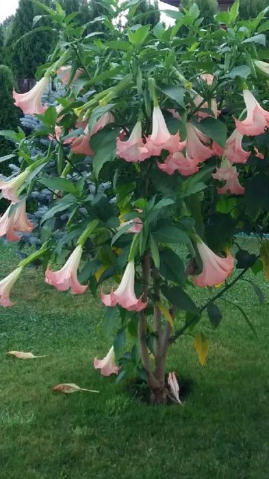 Datura Burgmansja rozsady