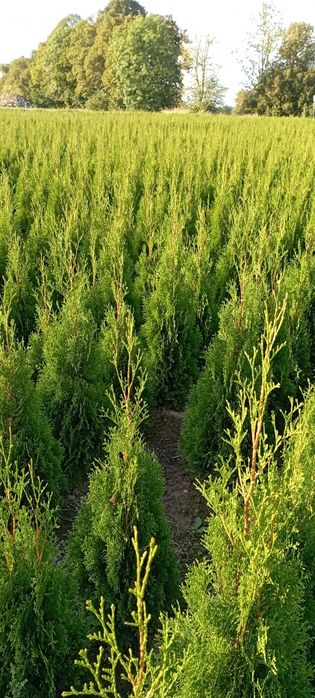 Tuja Szmaragd 100 cm