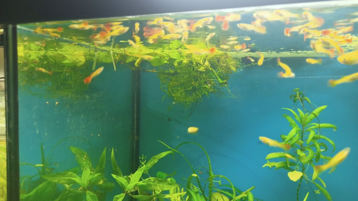 Guppies Red Blonde